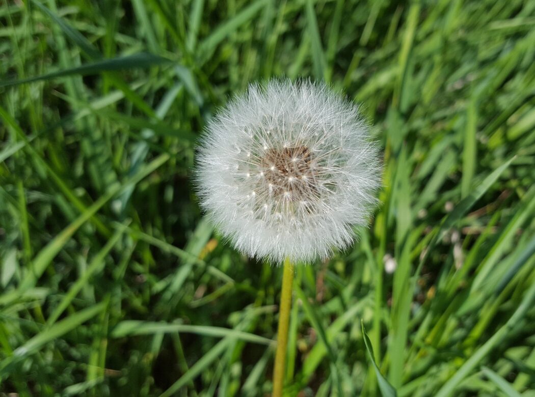 Read more about the article Die Methoden eines Grünen Gemeinderats.